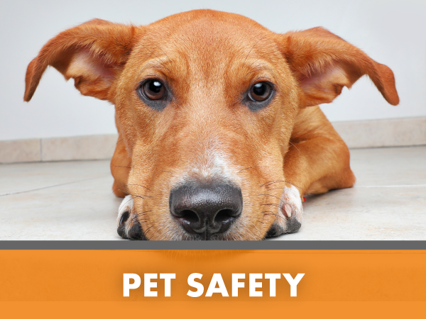 Pet Safety